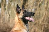 MALINOIS 1129